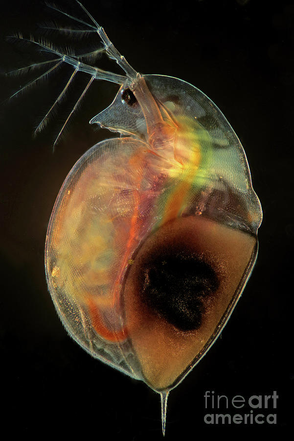 Daphnia Water Flea With Eggs Photograph by Marek Mis/science Photo Library
