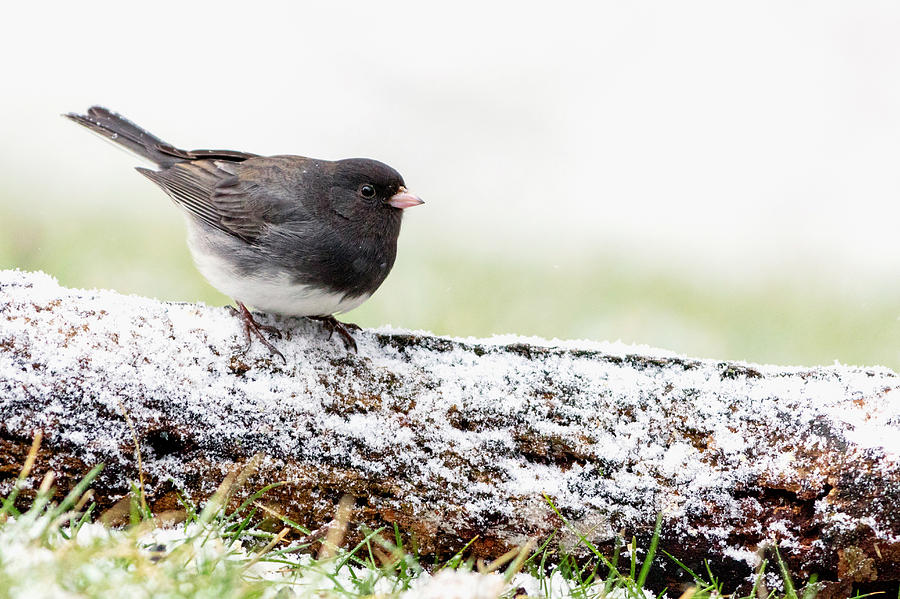 Dark-eyed Junco - 2 Photograph by Mike Timmons - Fine Art America