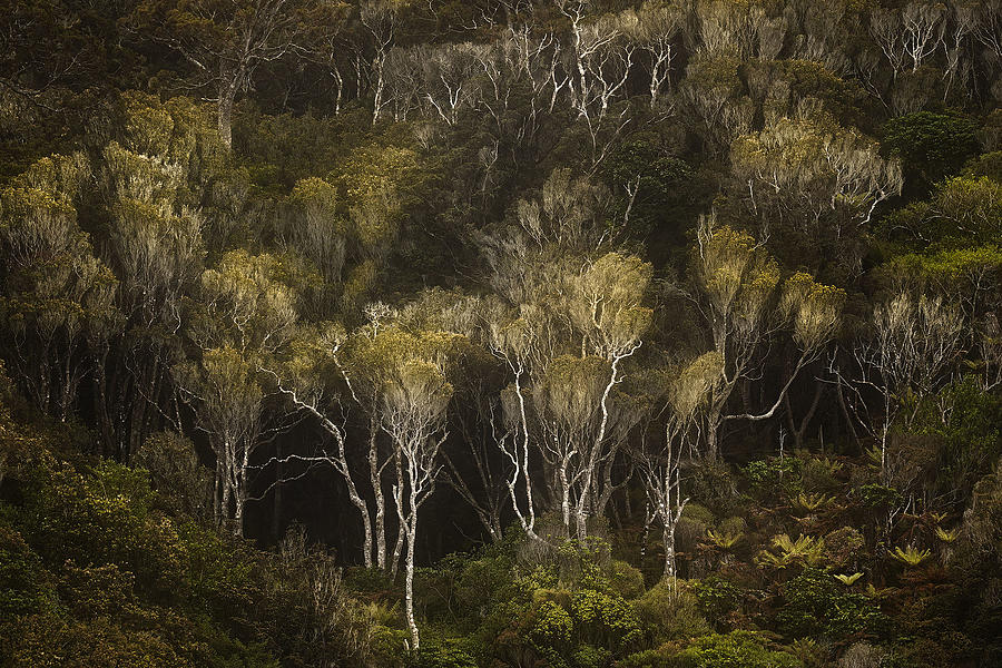 Landscape Photograph - Dark Forest #1 by Stanley Loong