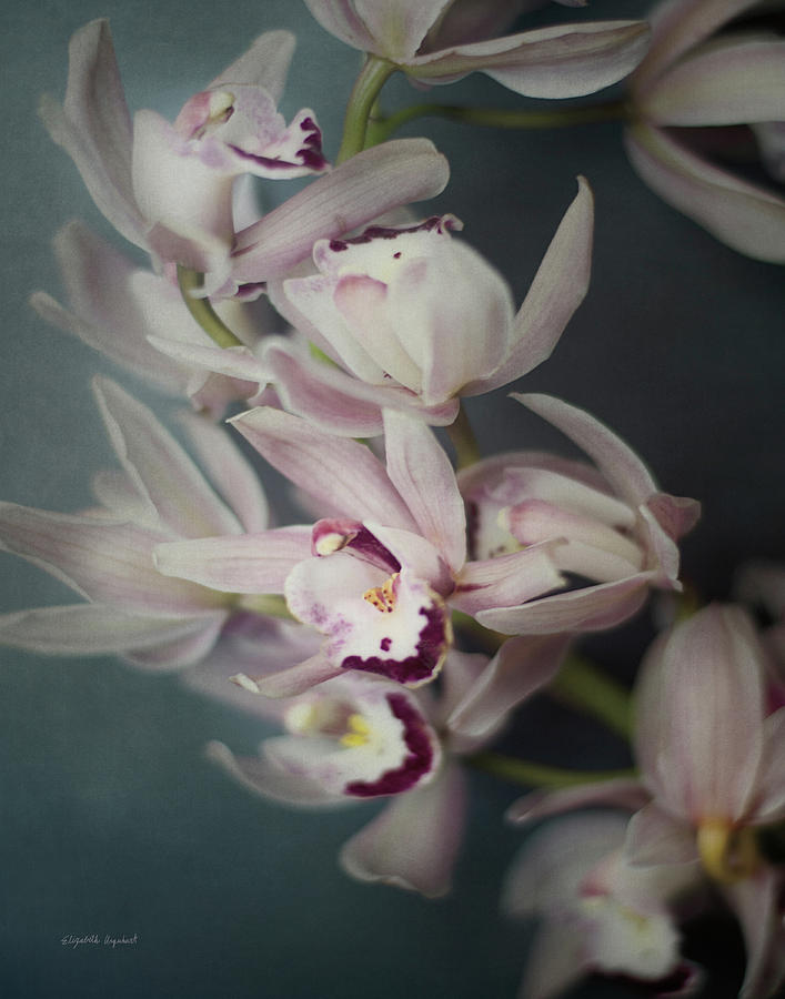 Flower Photograph - Dark Orchid I #1 by Elizabeth Urquhart