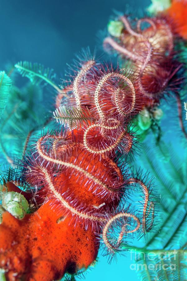 Wildlife Photograph - Dark Red-spined Brittlestar On Coral #1 by Georgette Douwma/science Photo Library