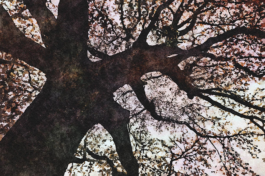 Dark tree branches Photograph by Wdnet Studio - Fine Art America