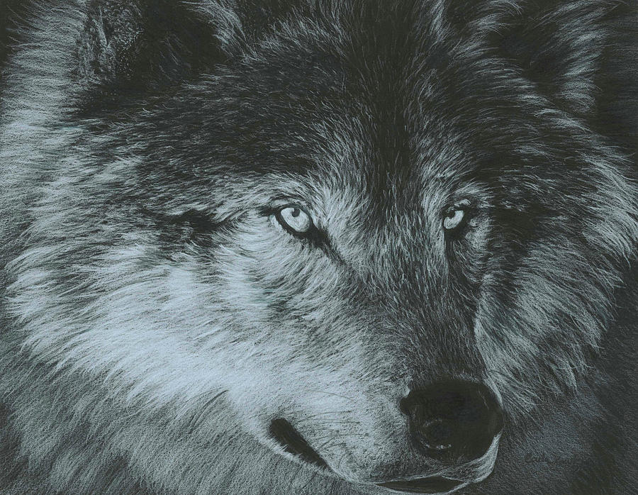 Dark Wolf Painting by Carla Kurt | Fine Art America