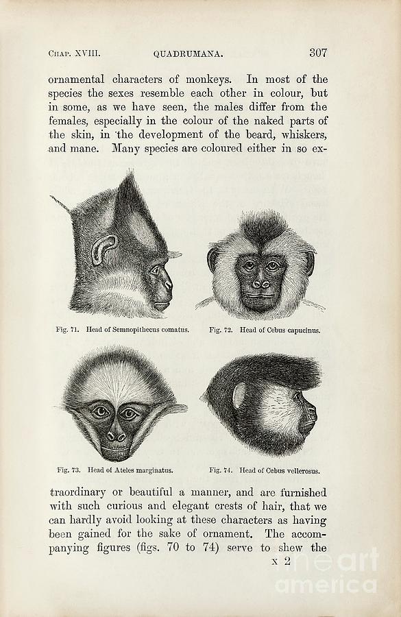 Darwin On Sexual Selection In Primates Photograph By Library Of Congress Rare Book And Special