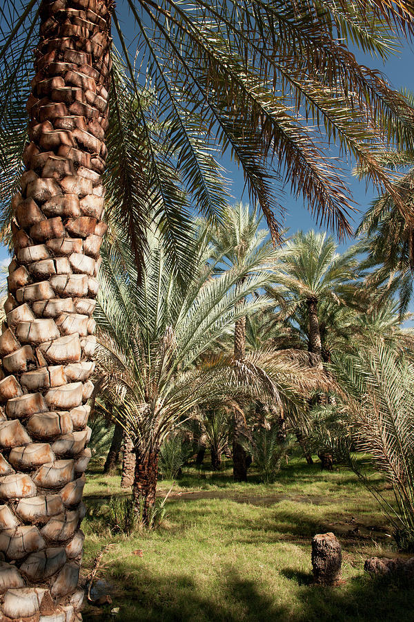 Date And Palm Trees In Al Hamra, Oman #1 Photograph by Jalag / Gregor Lengler