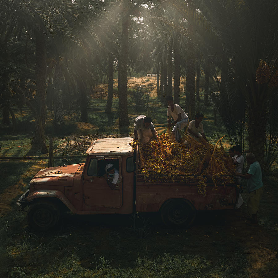 Tree Photograph - Date Harvest Season #1 by Haitham Al Farsi