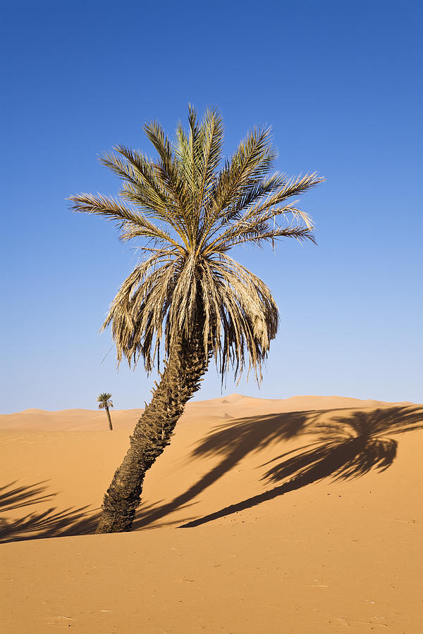 Date Palm, Phoenix Spec., In The Libyan Desert, Oasis Um El Ma, Libya, Sahara, North Africa #1 Photograph by Konrad Wothe