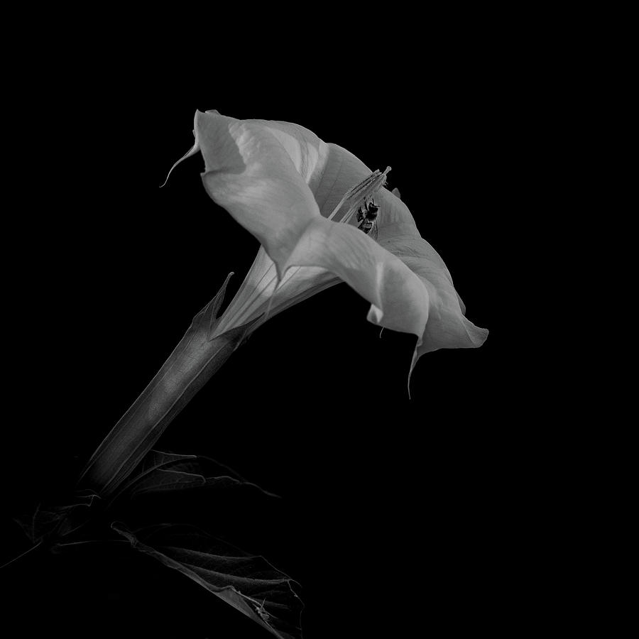 Datura and bee in black and white #2 Photograph by Alessandra RC