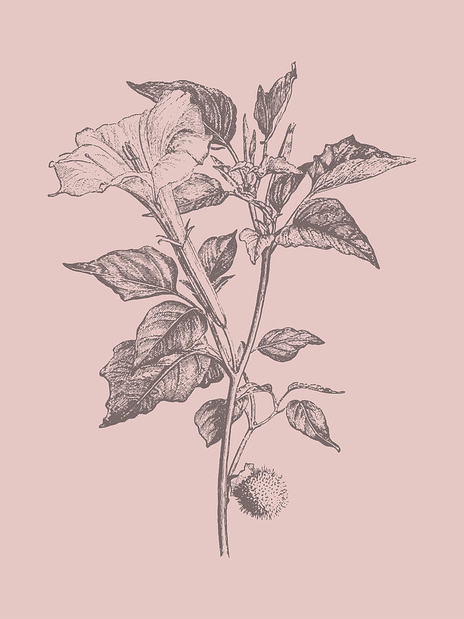 Flower Mixed Media - Datura Blush Pink Flower #1 by Naxart Studio