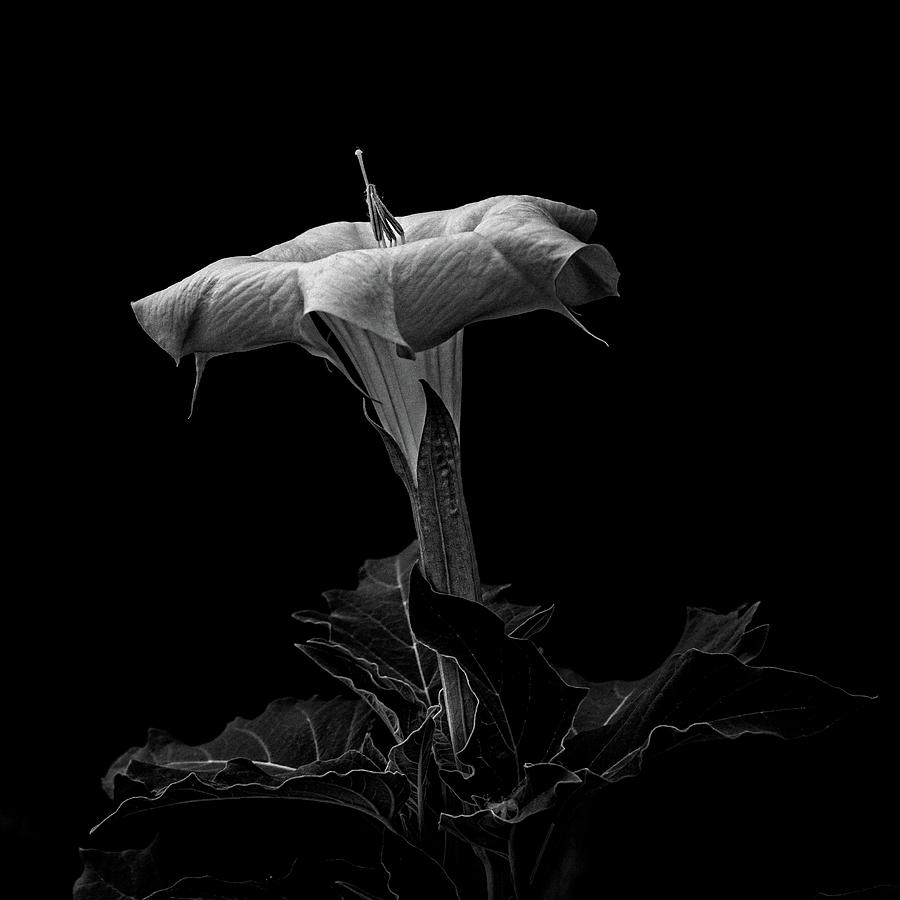 Datura in black and white #2 Photograph by Alessandra RC
