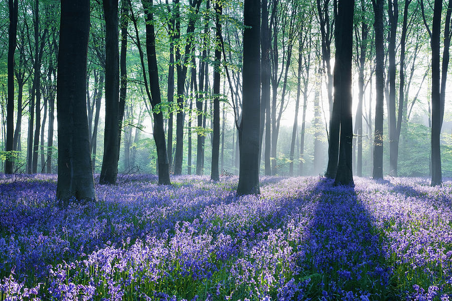 Dawn In Bluebell Woodland Hyacinthoides #1 Photograph by David Clapp