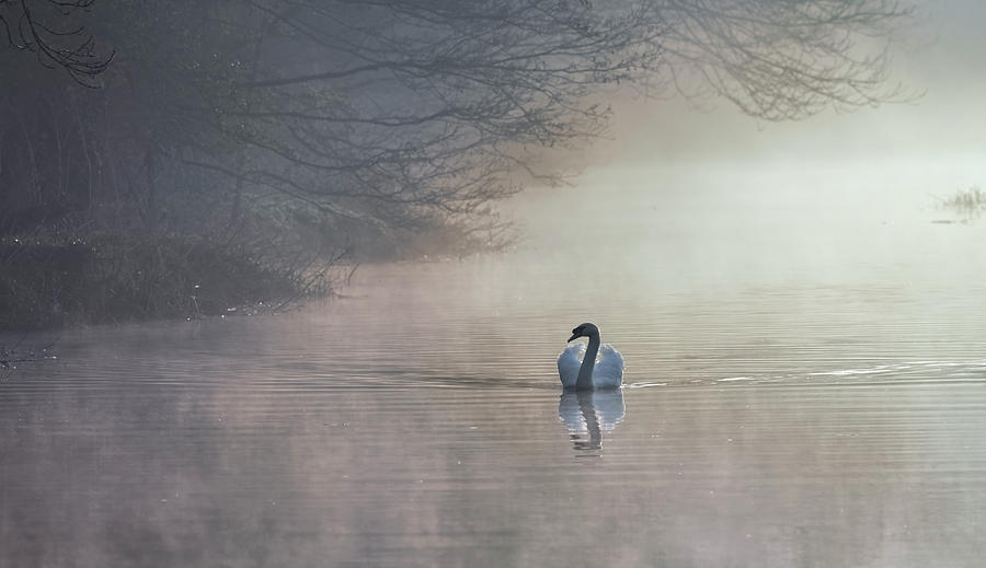 Dawn Swan #1 Photograph by Ian Merton