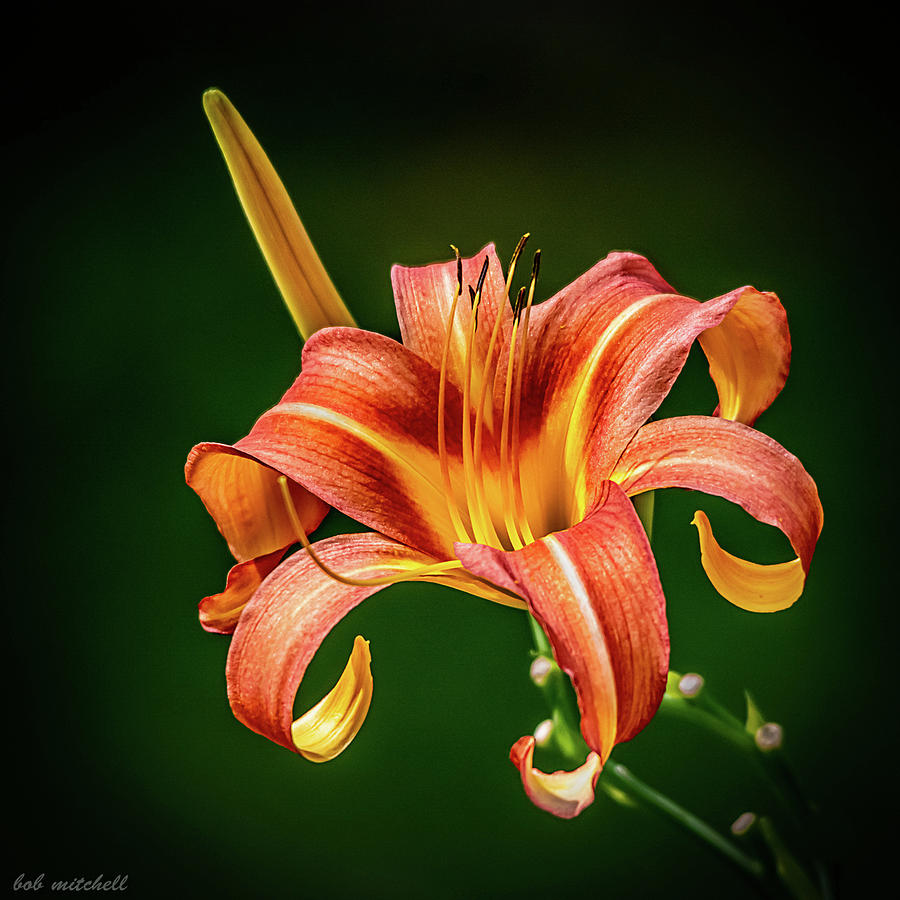 Day Lily #1 Photograph by Robert Mitchell