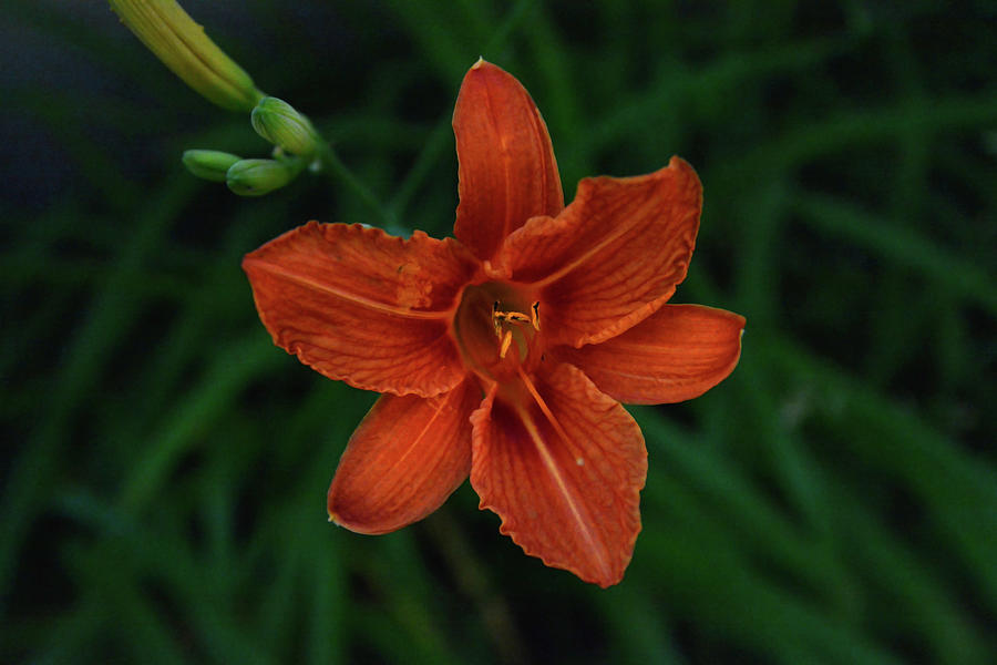 Day Lily by Whispering Peaks Photography Day Lily by Whispering Peaks Photography