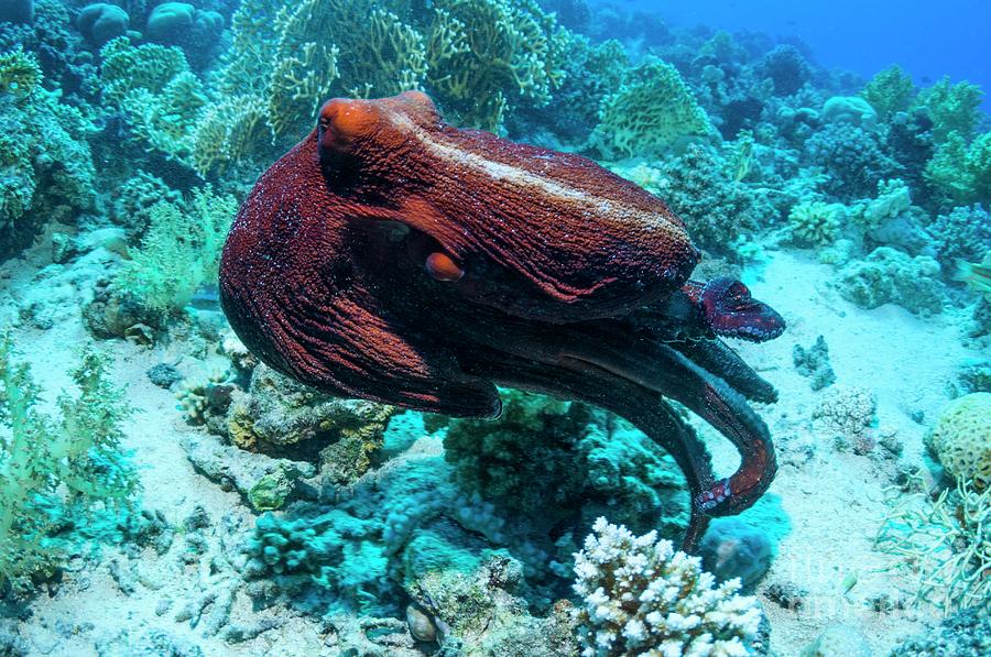 Day Octopus Swimming Over A Reef #1 Photograph by Georgette Douwma/science Photo Library
