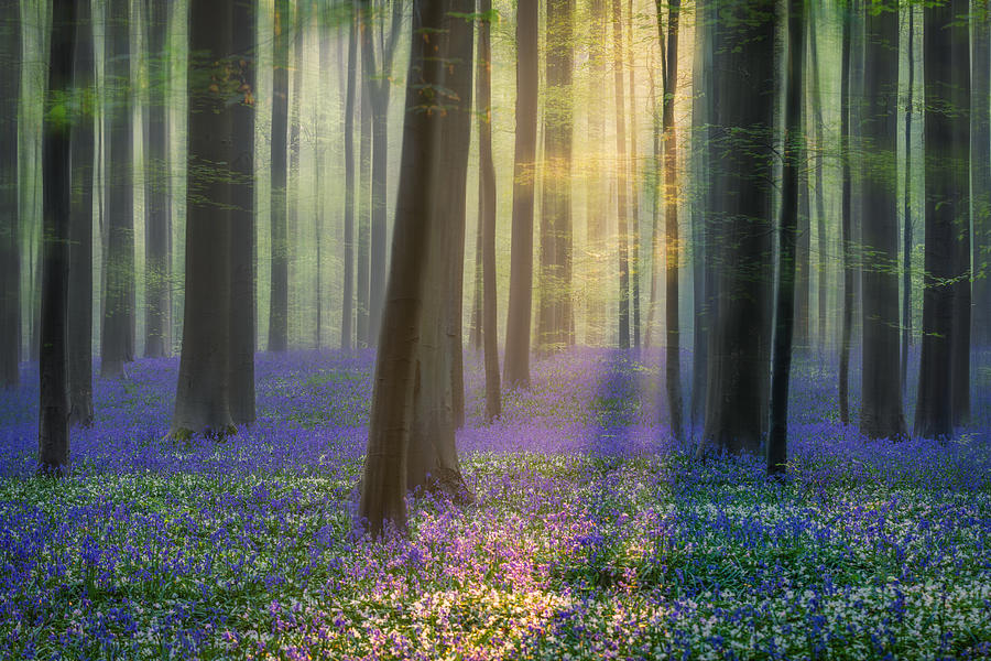 Summer Photograph - Daydreaming Of Bluebells #1 by Adrian Popan