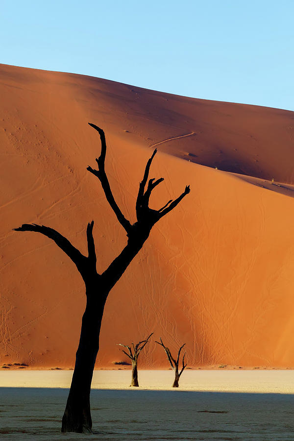 Dead acacia in Dead Vlei, Sossusvlei Namibia Africa Photograph by ...