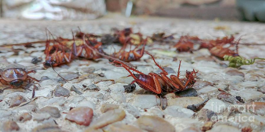 Dead Cockroaches #1 Photograph by Science Photo Library Dead Cockroaches #1 Photograph by Science Photo Library