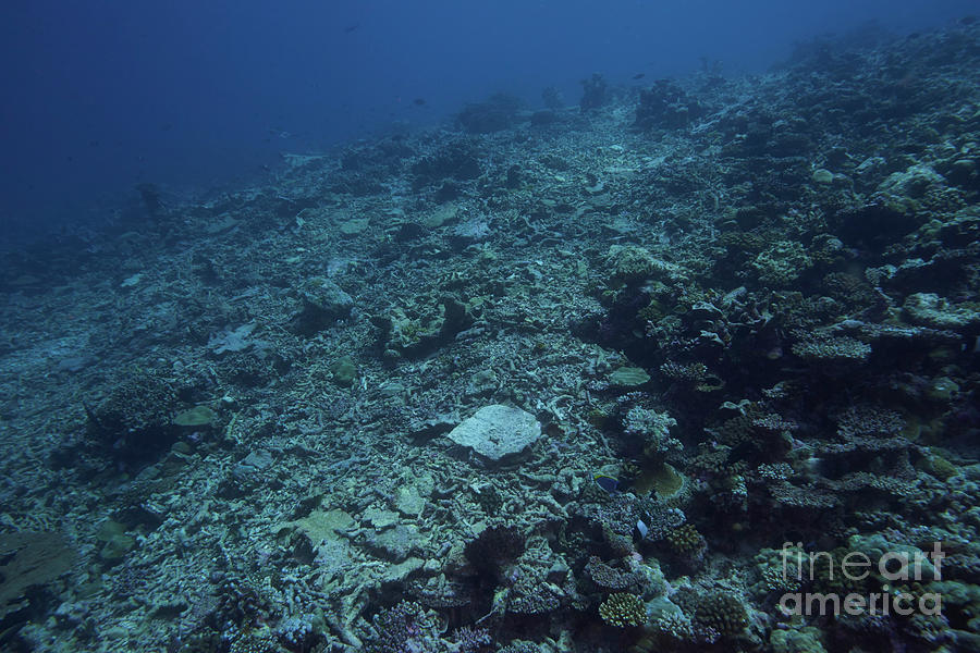Dead Coral Reef #1 Photograph by Alexander Semenov/science Photo Library