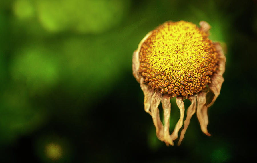 Dead Daisy Photograph by Joanne Beecham - Pixels