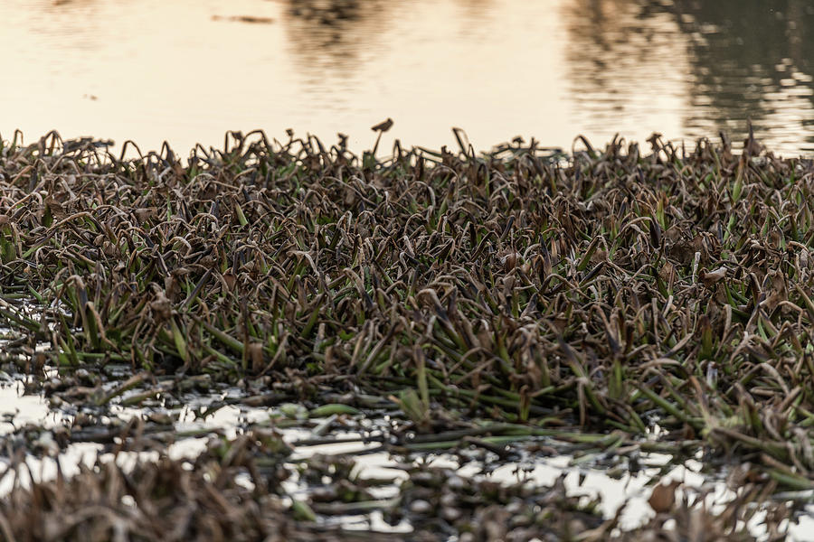 Dead Remains Of Common Water Hyacinth, Camalote, In The Guadiana River On Its Way Through Medellin, Extremadura, Spain. Photograph