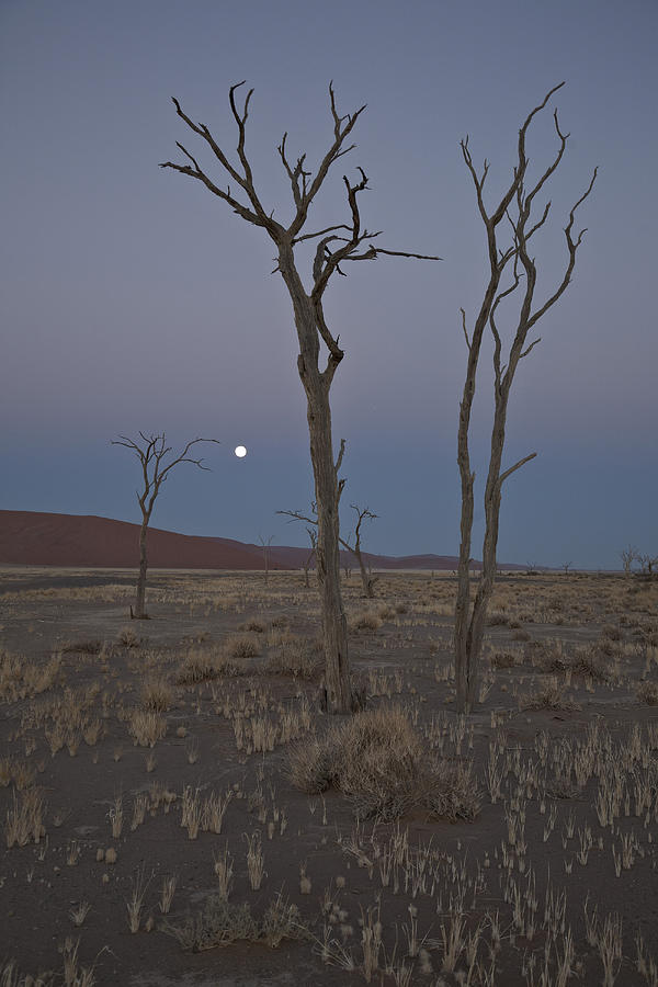 Dead Trees At Full Moon At Namib Naukluft Park, Sossusvlei, Namibia, Africa #1 Photograph by Stefan Schtz