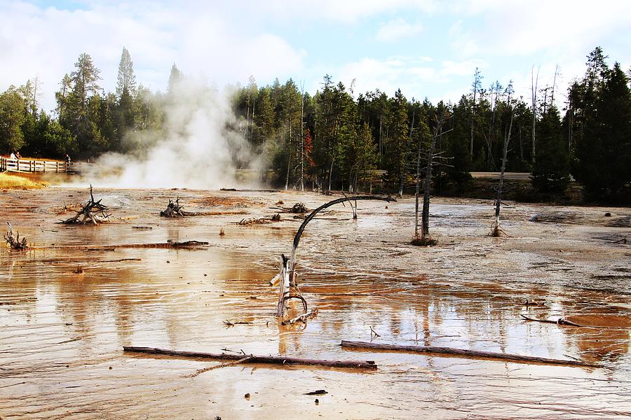 Dead Trees At Yellowstone Photograph