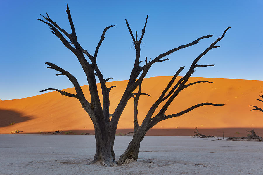 Dead Trees In The Contrast Of The Dunes In Dead Vlei In The Sossusvlei Area, Namib Naukluft Park, Namibia #1 Photograph by Thomas Grundner