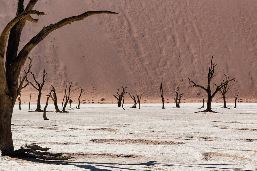 Deadvlei desert #1 Photograph by Mache Del Campo
