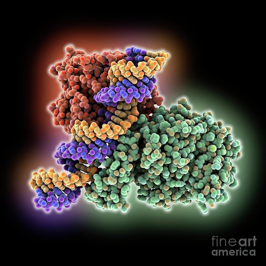 Deaminase Complexed With Dsrna Photograph by Laguna Design/science ...