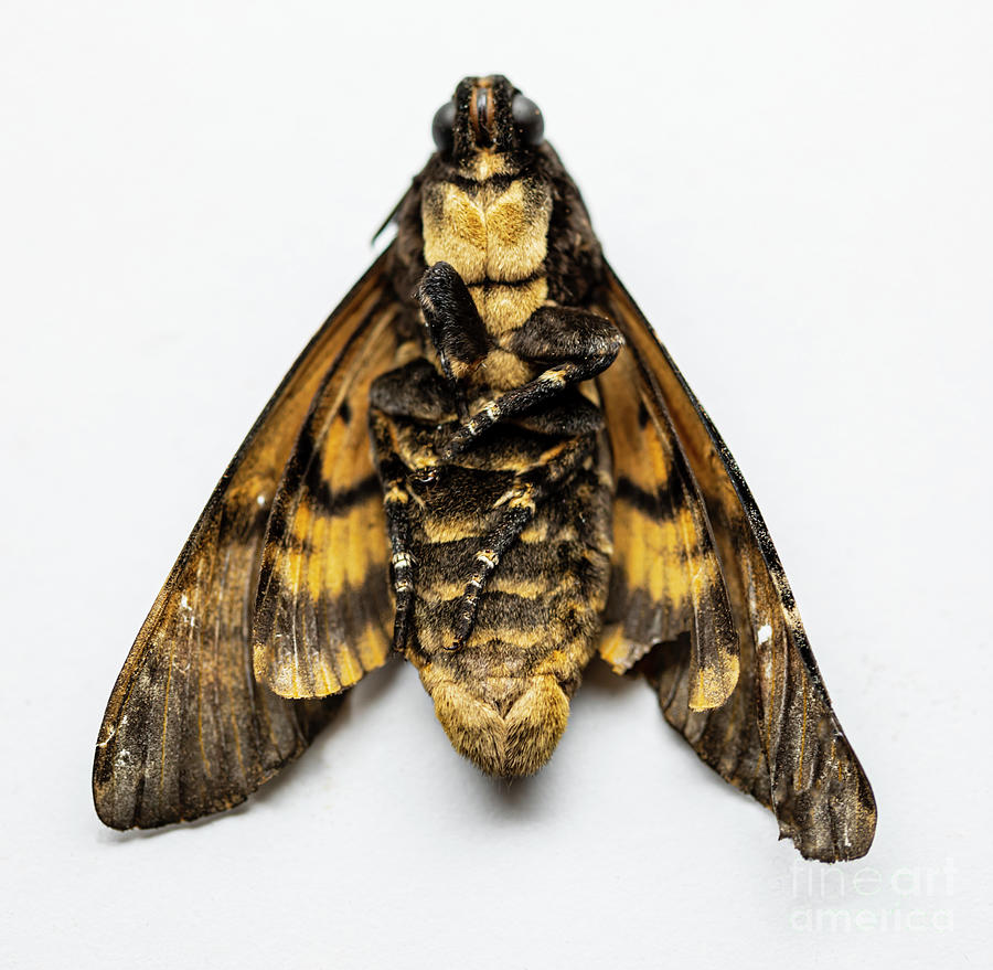 Deaths-head Hawkmoth #1 Photograph by Ian Gowland/science Photo Library