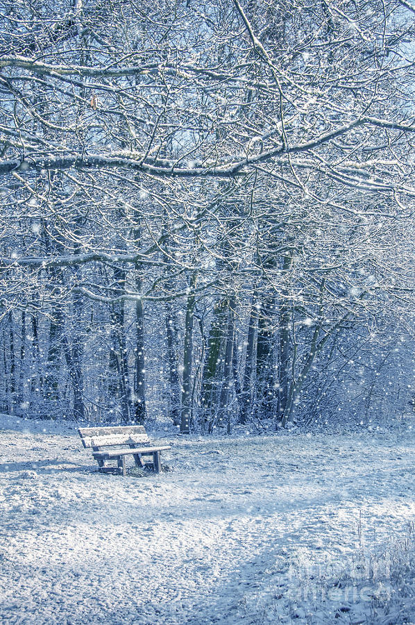Winter Photograph - Snowy landscape with a bench by Delphimages Photo Creations