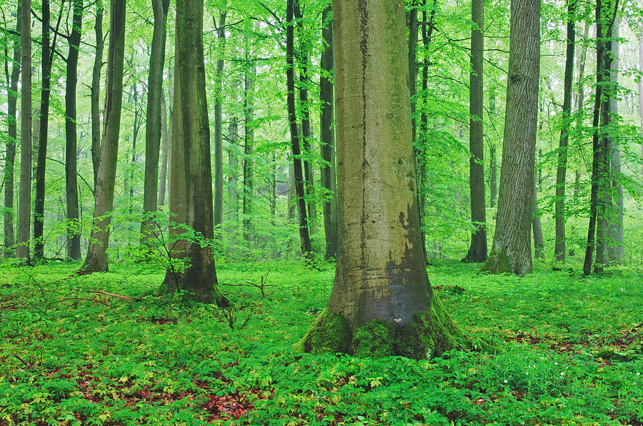Deciduous Forest In Spring, Spessart #1 Photograph by Martin Ruegner