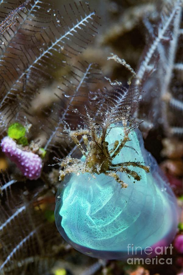 Decorator Crab Perched On A Blue Club Tunicate #1 Photograph by Georgette Douwma/science Photo Library