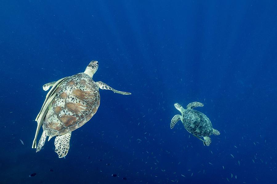 Deep Blue #1 Photograph by Serge Melesan