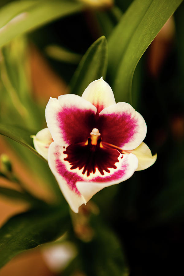 Orchid Photograph - Deep Cut Orchid #1 by Dan Pfeffer