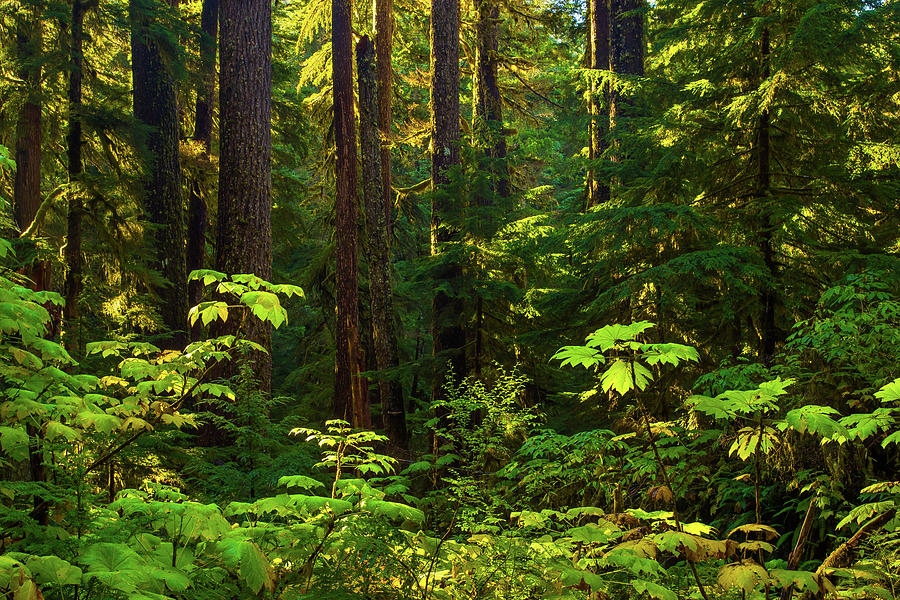 Olympic National Park Photograph - Deep Forest #1 by Brian Knott Photography