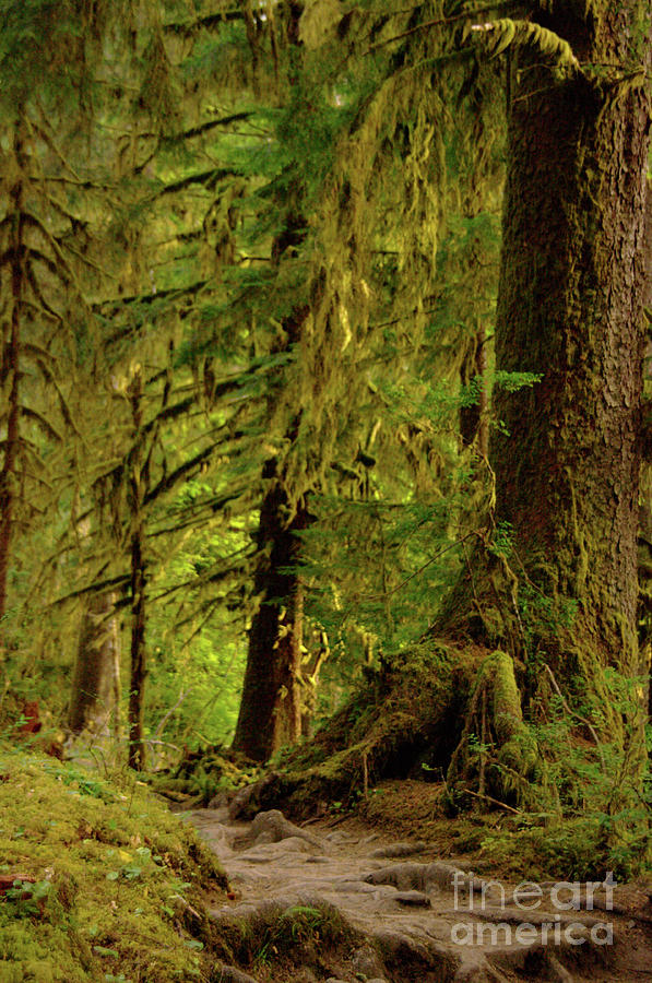 Olympic National Park Photograph - Deep in the green  #3 by Jeff Swan