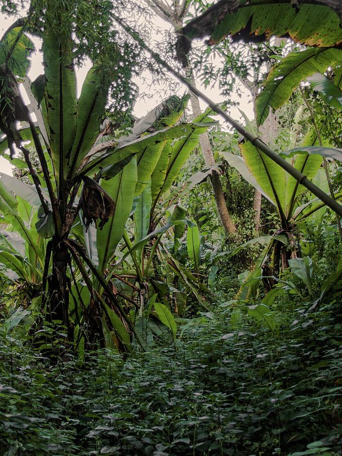 Deep jungle #2 Photograph by Robert Grac