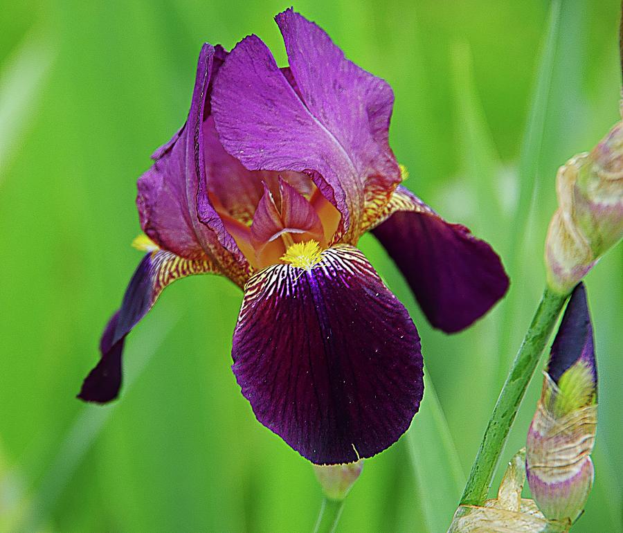 Deep Purple Iris #1 Photograph by Karen McKenzie McAdoo
