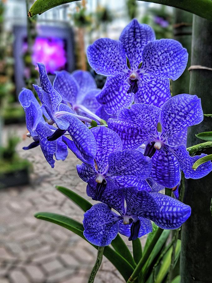 Deep Purple Orchid Photograph by Portia Olaughlin