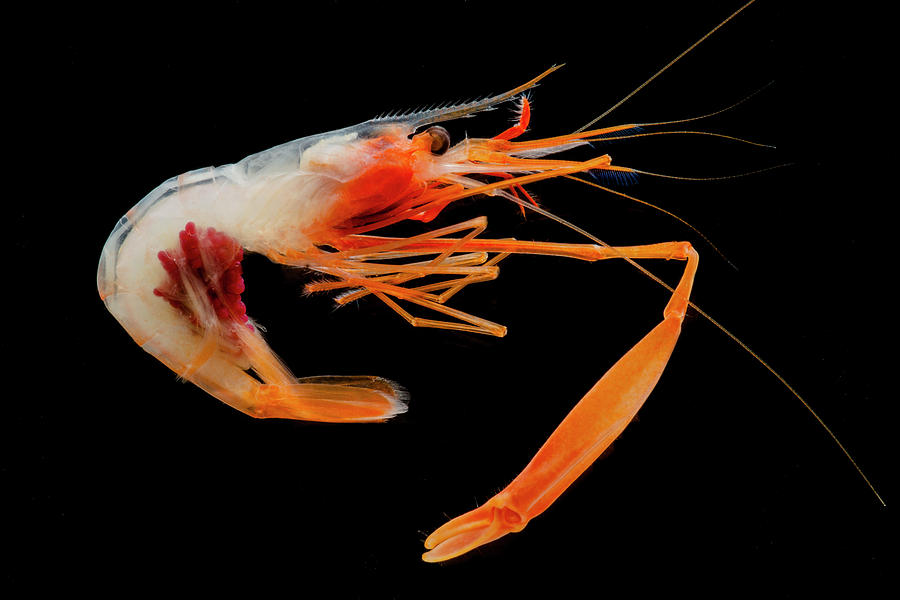 blue planet deep sea shrimp