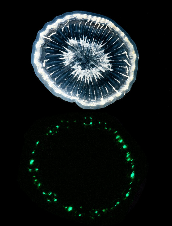 Animal Photograph - Deep-water Bioluminescent Jellyfish #1 by Dante Fenolio
