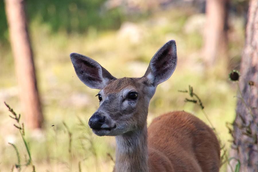 Deer at Custer State Park South Dakota  #1 Photograph by Susan Jensen