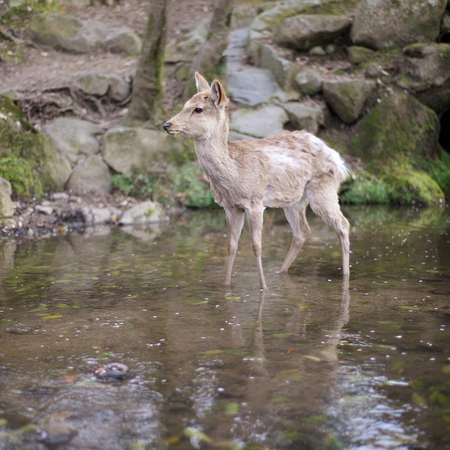 Deer In Nara Park #1 Photograph by Kanekodaidesignoffice Caramel