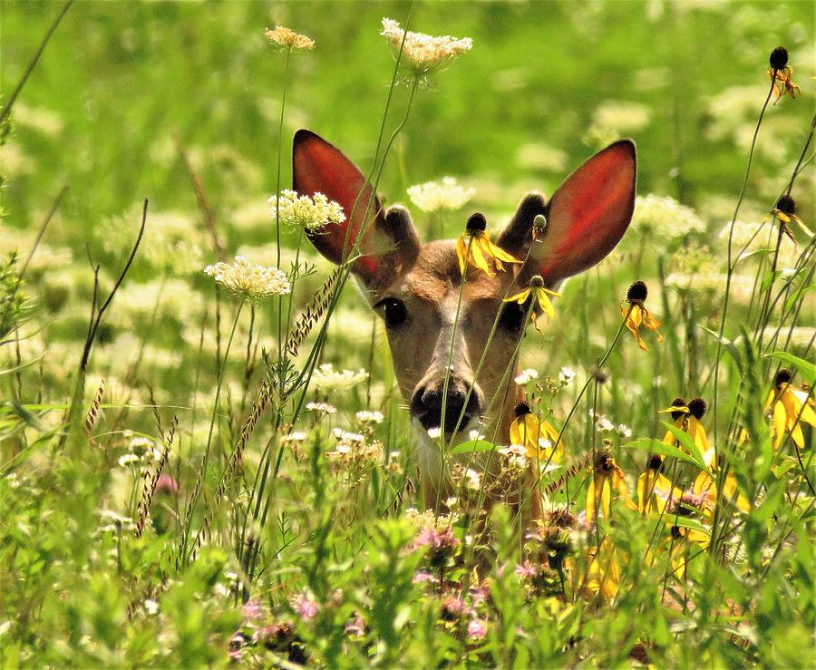 Deer on the Prairie  #1 Photograph by Lori Frisch