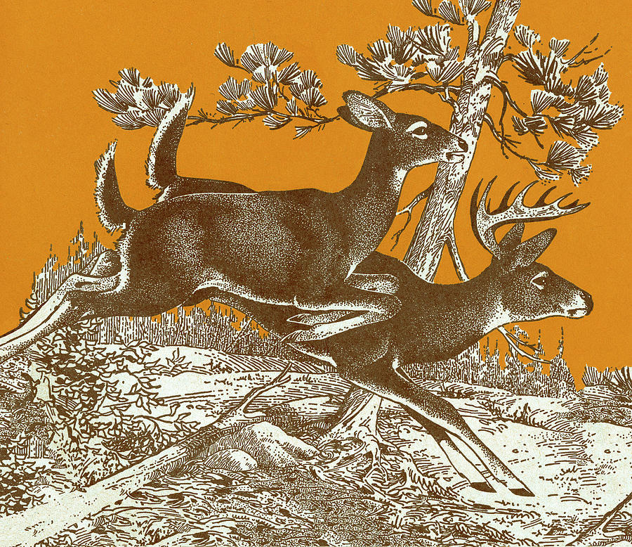 Deer Drawing - Deer Running #1 by CSA Images