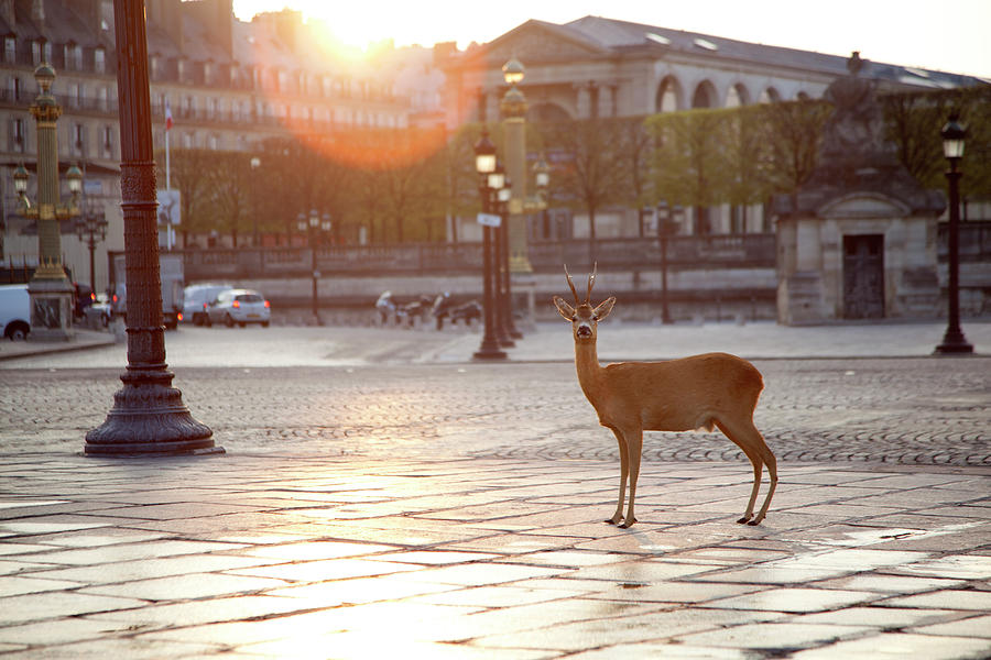 Deer Standing At Place Concorde #1 Photograph by Chris Tobin