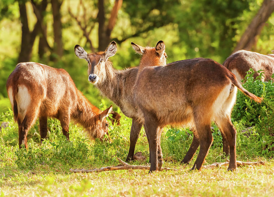 Defassa Waterbuck antelope in Ngorongoro by Marek Poplawski Defassa Waterbuck antelope in Ngorongoro by Marek Poplawski