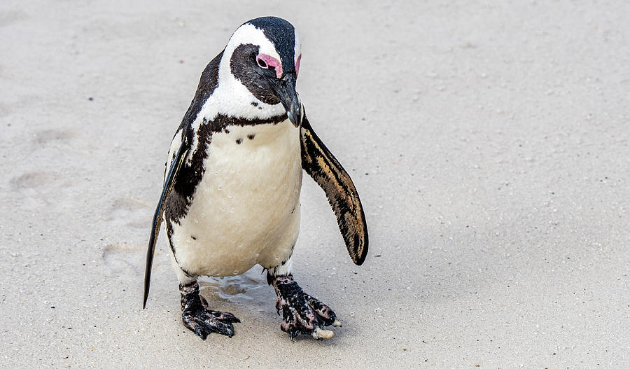 Penguin Alert Photograph by Marcy Wielfaert
